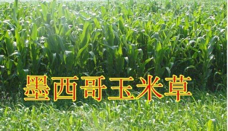 墨西哥玉米草种子大叶高产再生长四季易种牧草养殖猪牛羊兔鸡