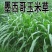 墨西哥玉米草种子大叶高产再生长四季易种牧草养殖猪牛羊兔鸡