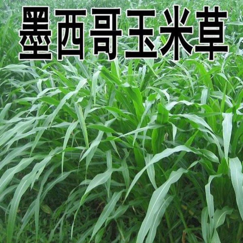 墨西哥玉米草种子大叶高产再生长四季易种牧草养殖猪牛羊兔鸡
