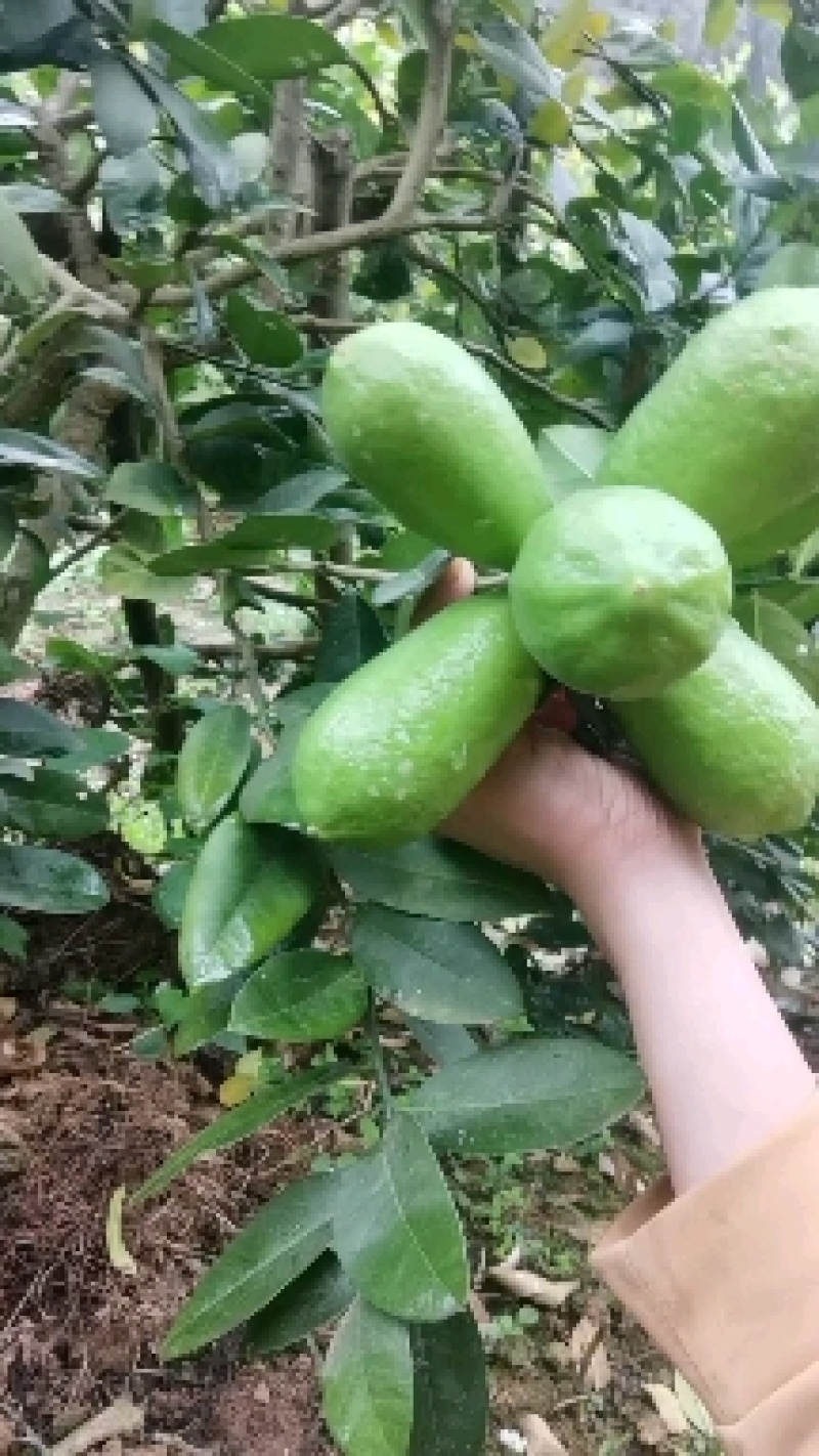 大量供应香水柠檬，长期可供应