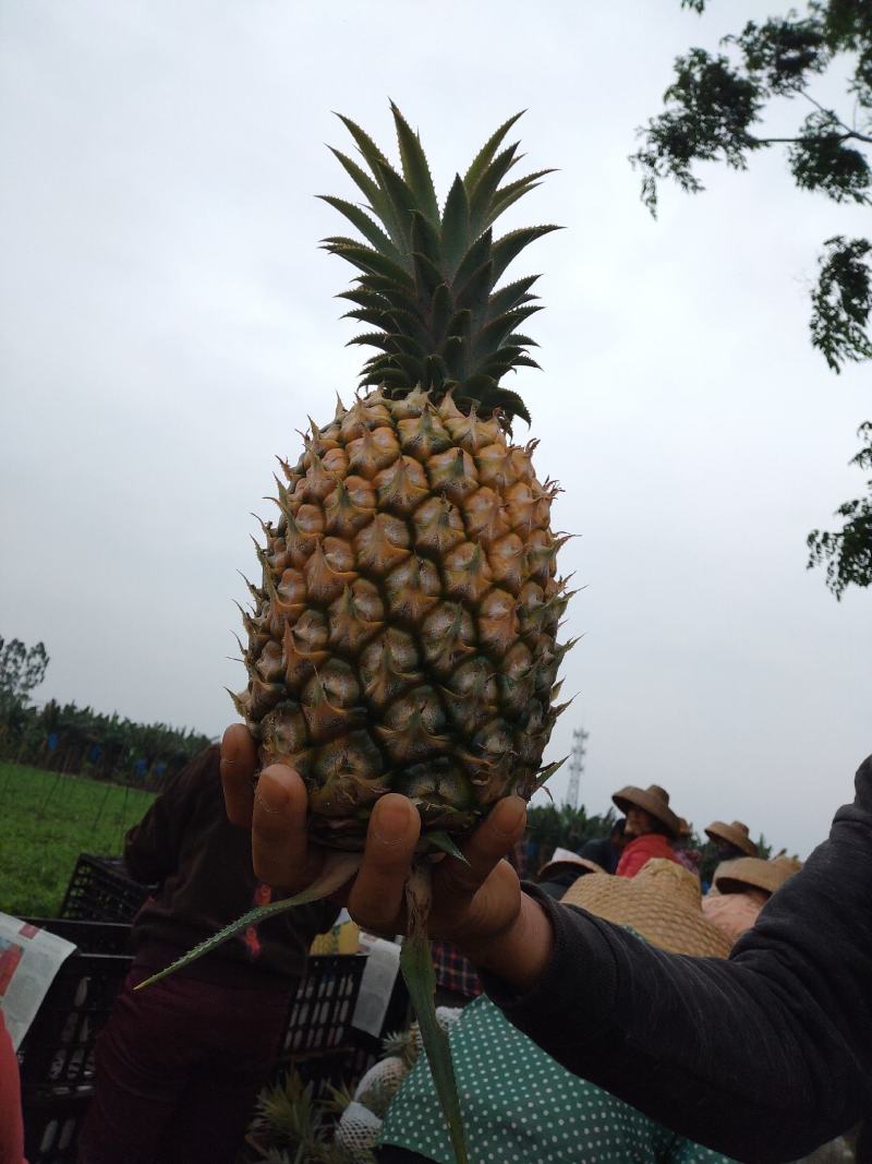 优质农产品，徐闻菠萝，质量保证，口感非常好！