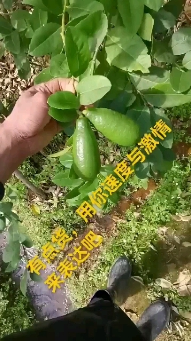 香水柠檬又开始涨价了哦，需要货的赶紧备货了，有道是有货
