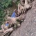 金丝楠木