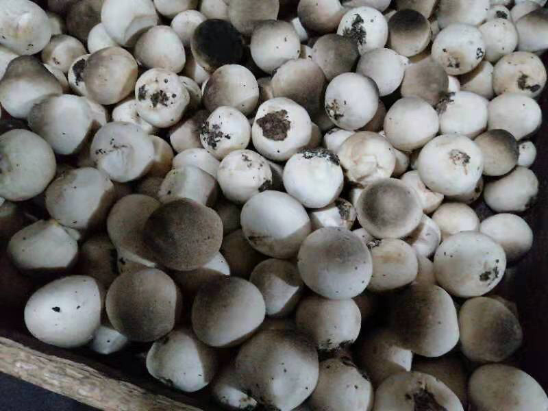 草菇食用菌
