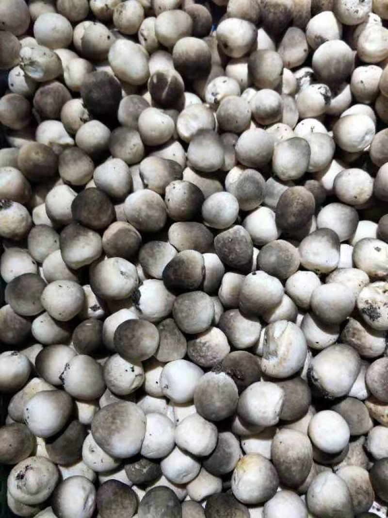 草菇食用菌