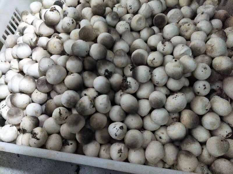 草菇食用菌