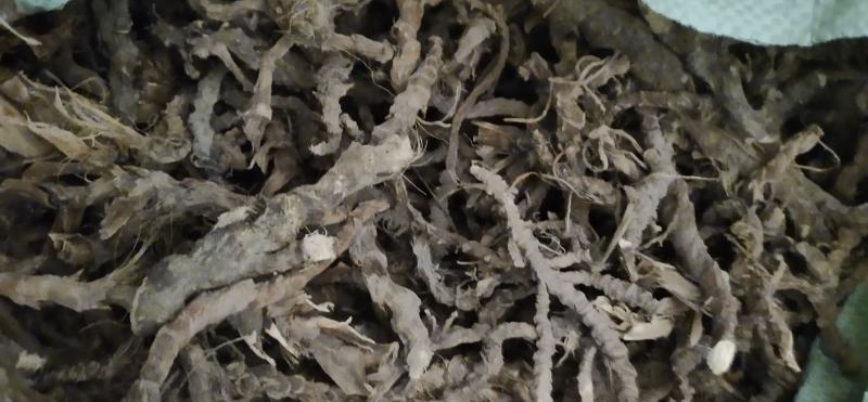 石昌蒲，根大，干度%95以上无叶无须山区野生资源