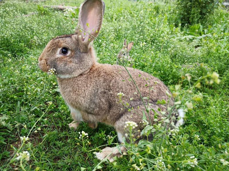兔子肉兔杂交野兔基地直发提供技术支持包活到家包回收
