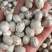 （大货）五眼果菩提子南酸枣一手货源冷背药材齐全