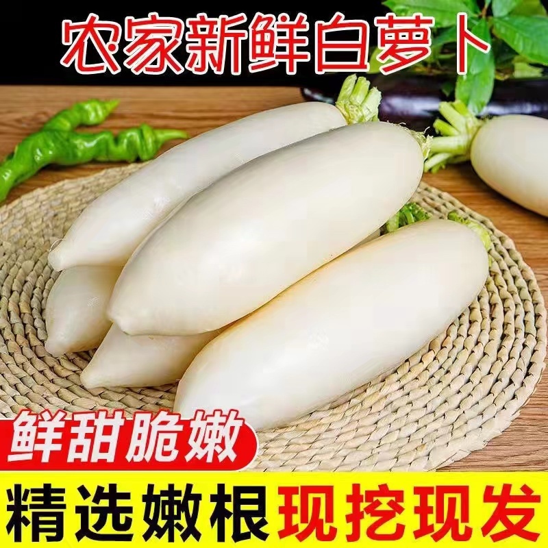 【白罗卜】精品白萝卜产地直销保质保量，欢迎订购