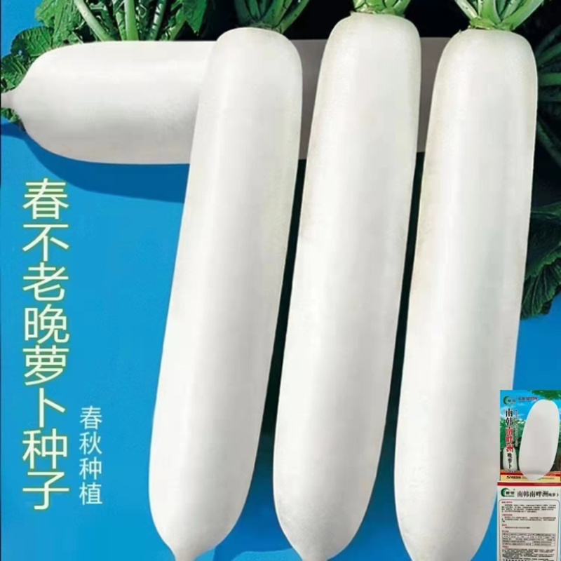 【白罗卜】精品白萝卜产地直销保质保量，欢迎订购