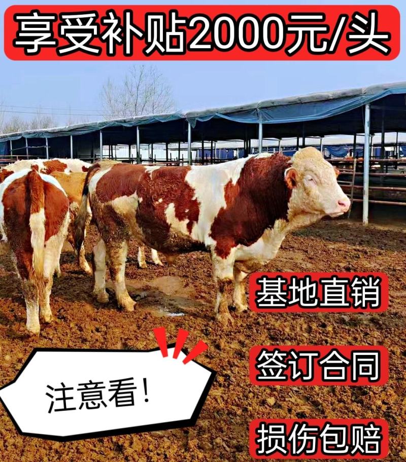 [热品直销]纯种西门塔尔肉牛繁殖母牛育肥公牛货到付款