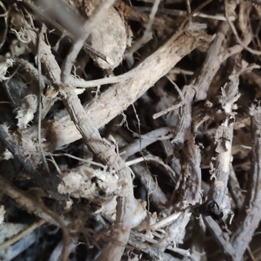 阳雀花根，根大质量好，营养价值高，当天十点之前下单