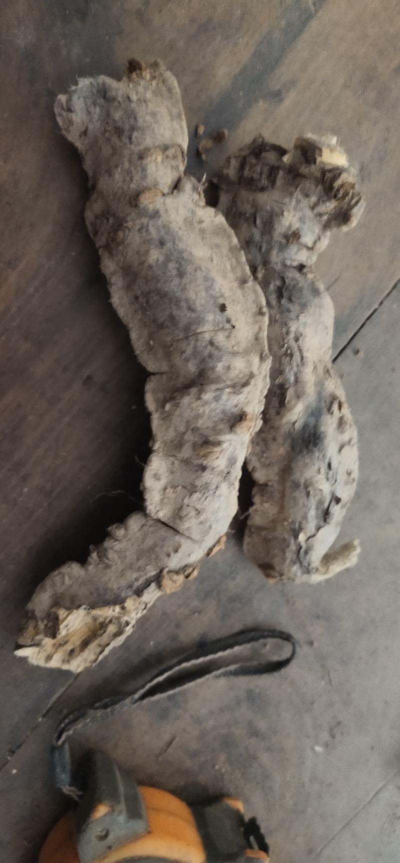 阳雀花根，根大质量好，营养价值高，当天十点之前下单