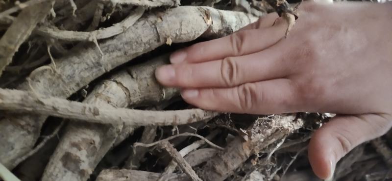 阳雀花根，根大质量好，营养价值高，当天十点之前下单