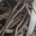 阳雀花根，根大质量好，营养价值高，当天十点之前下单