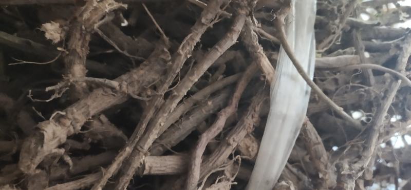 阳雀花根，根大质量好，营养价值高，当天十点之前下单