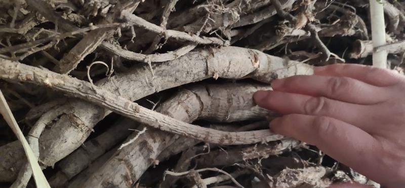 阳雀花根，根大质量好，营养价值高，当天十点之前下单
