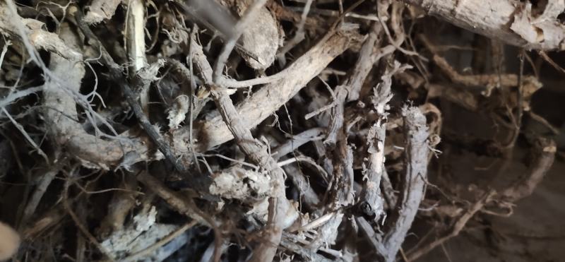阳雀花根，根大质量好，营养价值高，当天十点之前下单