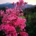 精品映山红，杜鹃，紫花映山红，国旗红，高山杜鹃