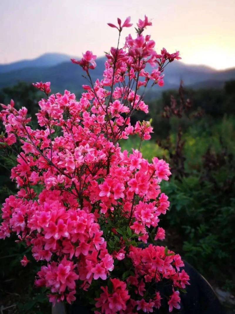 精品映山红，杜鹃，紫花映山红，国旗红，高山杜鹃