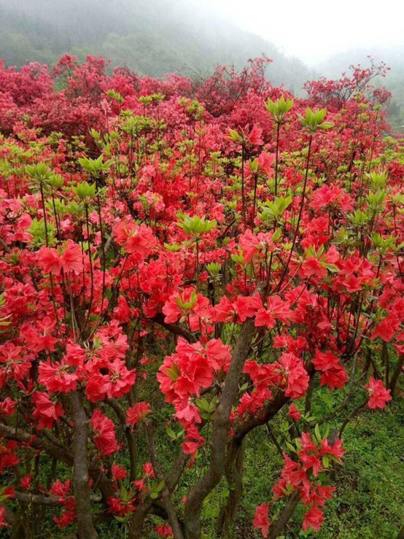 精品映山红，杜鹃，紫花映山红，国旗红，高山杜鹃