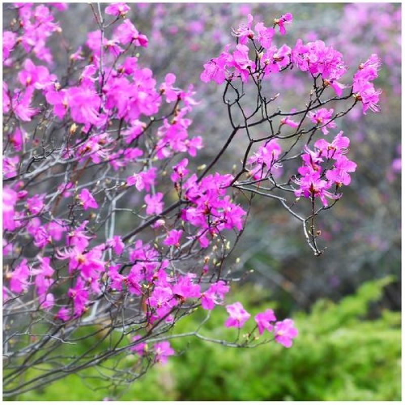 精品映山红，杜鹃，紫花映山红，国旗红，高山杜鹃