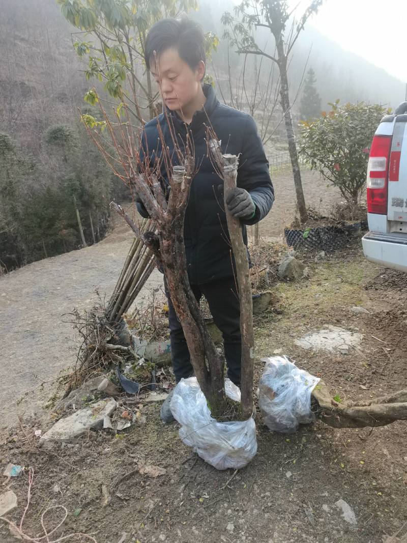 精品映山红，杜鹃，紫花映山红，国旗红，高山杜鹃