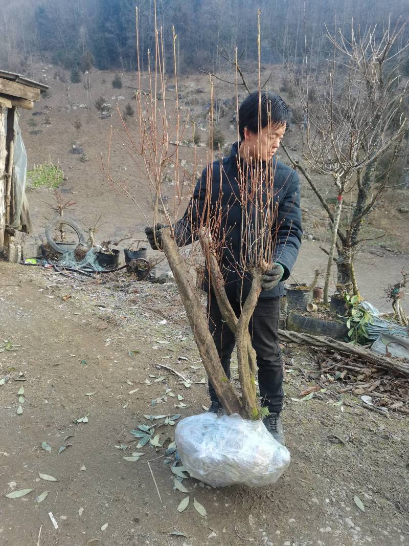 精品映山红，杜鹃，紫花映山红，国旗红，高山杜鹃