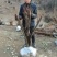 精品映山红，杜鹃，紫花映山红，国旗红，高山杜鹃