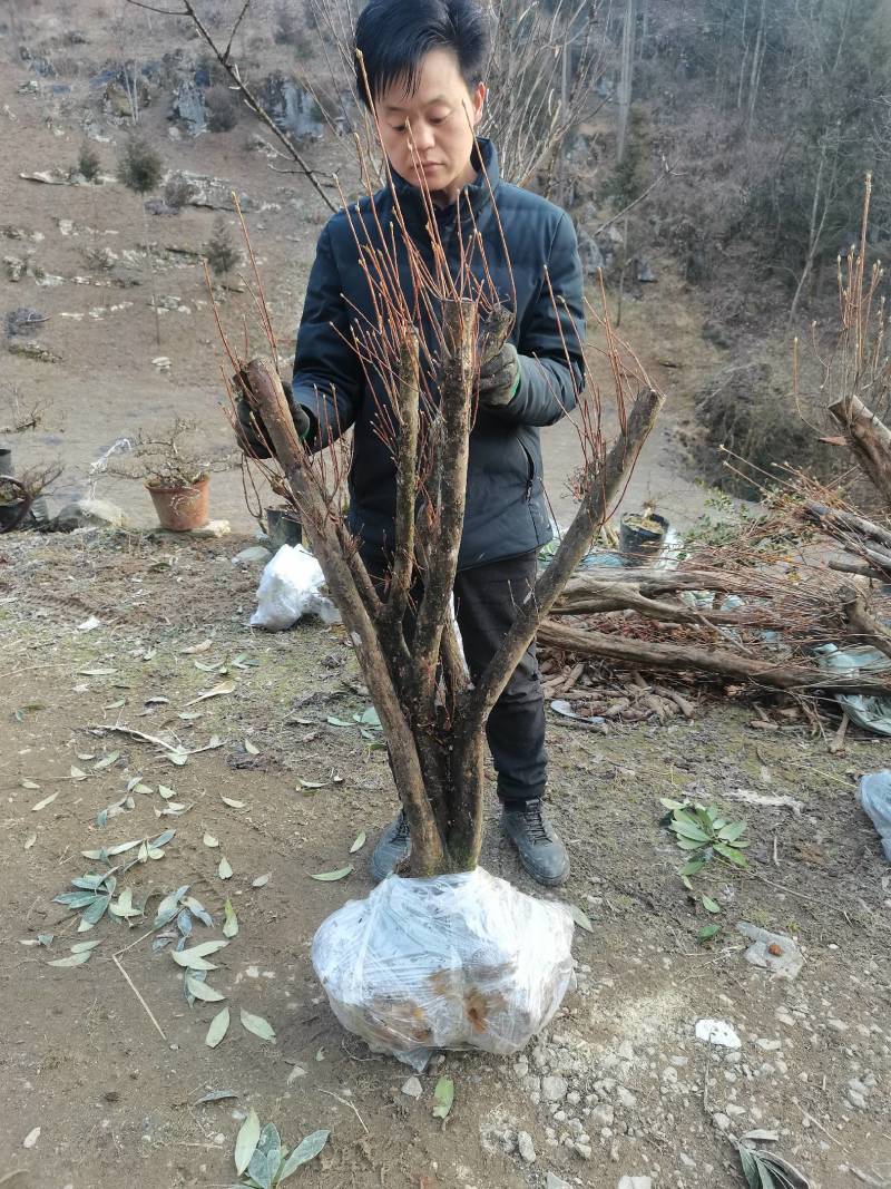 精品映山红，杜鹃，紫花映山红，国旗红，高山杜鹃