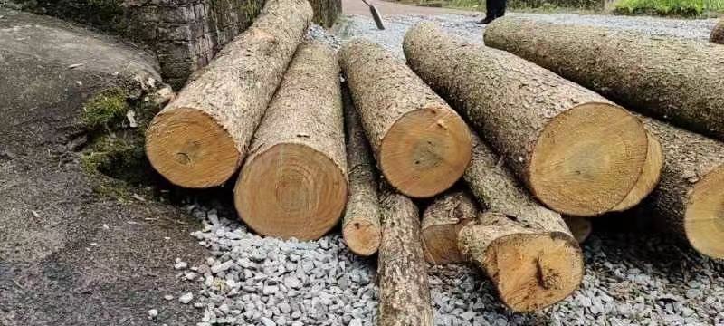 小叶桢楠原木木料木头四川金丝楠