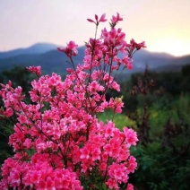 精品映山红，杜鹃，紫花映山红，国旗红，高山杜鹃