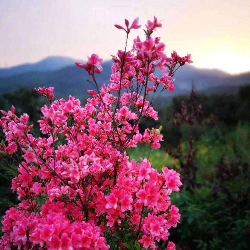 精品映山红，杜鹃，紫花映山红，国旗红，高山杜鹃