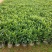 非洲茉莉十斤袋苗基地多种规格大量低价出售