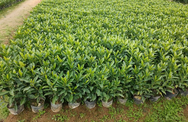 非洲茉莉十斤袋苗基地多种规格大量低价出售