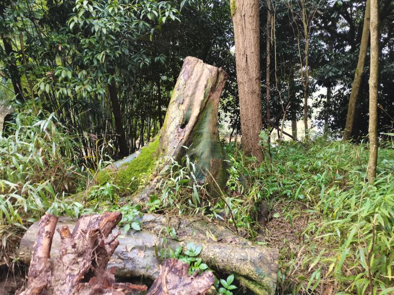 金丝楠树头树桩树根树疙瘩四川小叶桢楠树墩