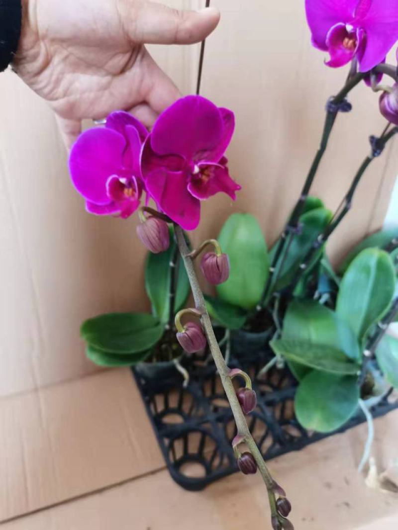 特级大辣椒三寸加高蝴蝶兰盆花
