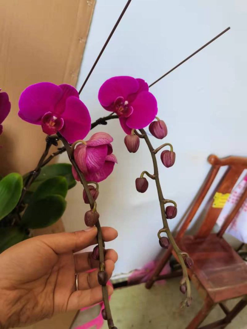 特级大辣椒三寸加高蝴蝶兰盆花