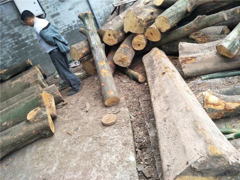 金丝楠大叶桢楠润楠牛屎楠水楠大叶楠原木木料木头四川金丝楠