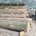 金丝楠大叶桢楠润楠牛屎楠水楠大叶楠原木木料木头四川金丝楠