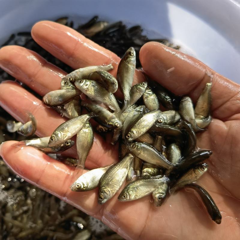 鲫鱼白鲫中科3号5号巨鲫鱼苗水花3-5公分苗