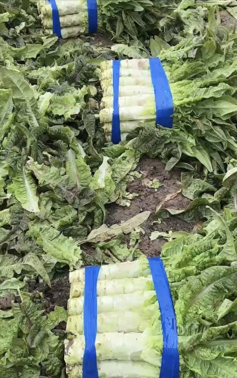 安徽红尖叶莴苣大棚种植货源充足欢迎新老客户咨询订购