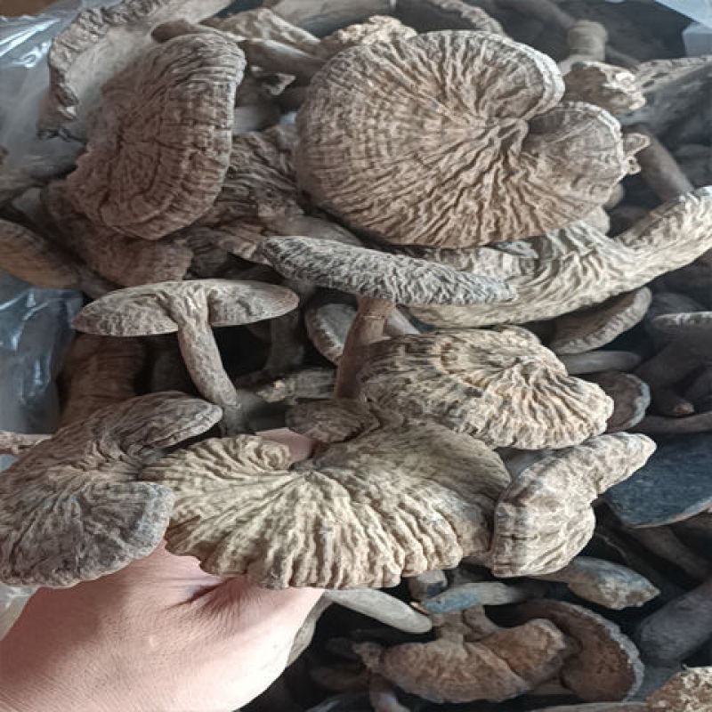 野生灵芝野生假芝野生灵芝皱盖灵芝，血灵芝，支持线上
