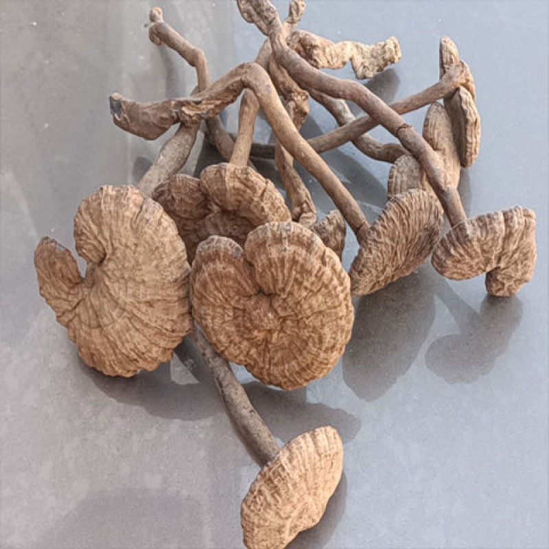 野生灵芝野生假芝野生灵芝皱盖灵芝，血灵芝，支持线上