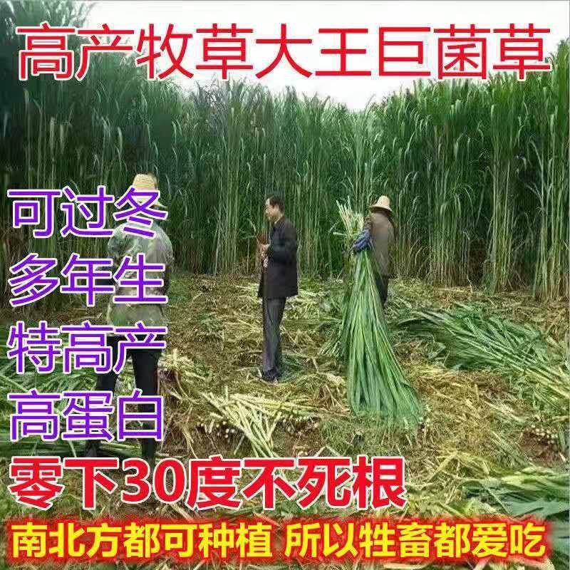 【七天发芽】巨菌草绿洲增润草种子种节产地直供成活率高