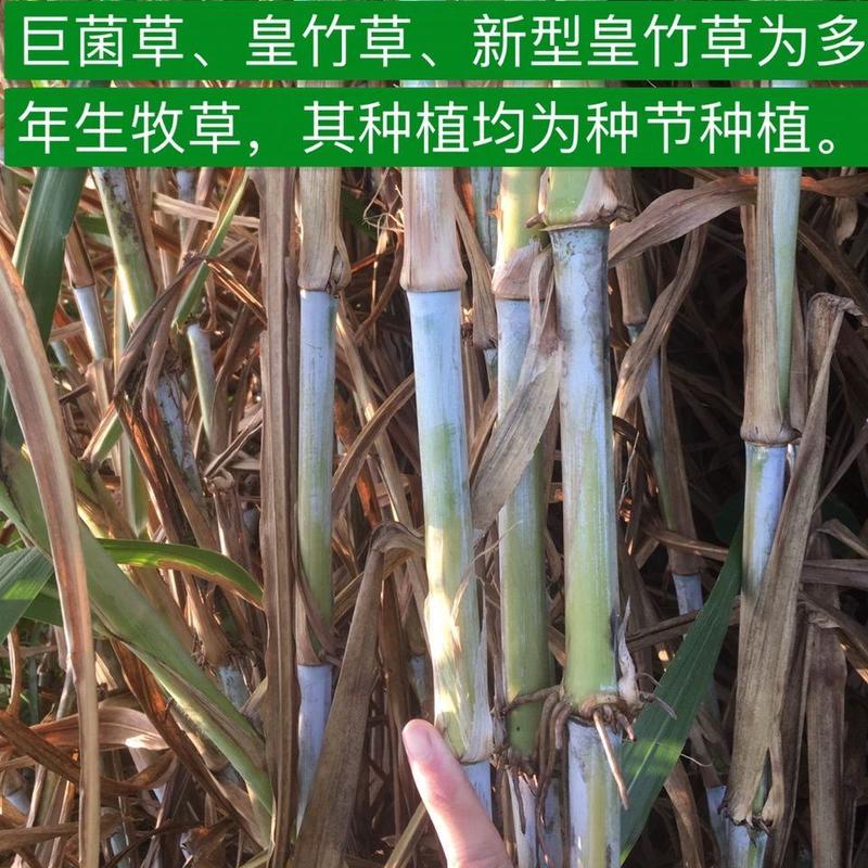 【七天发芽】巨菌草绿洲增润草种子种节产地直供成活率高