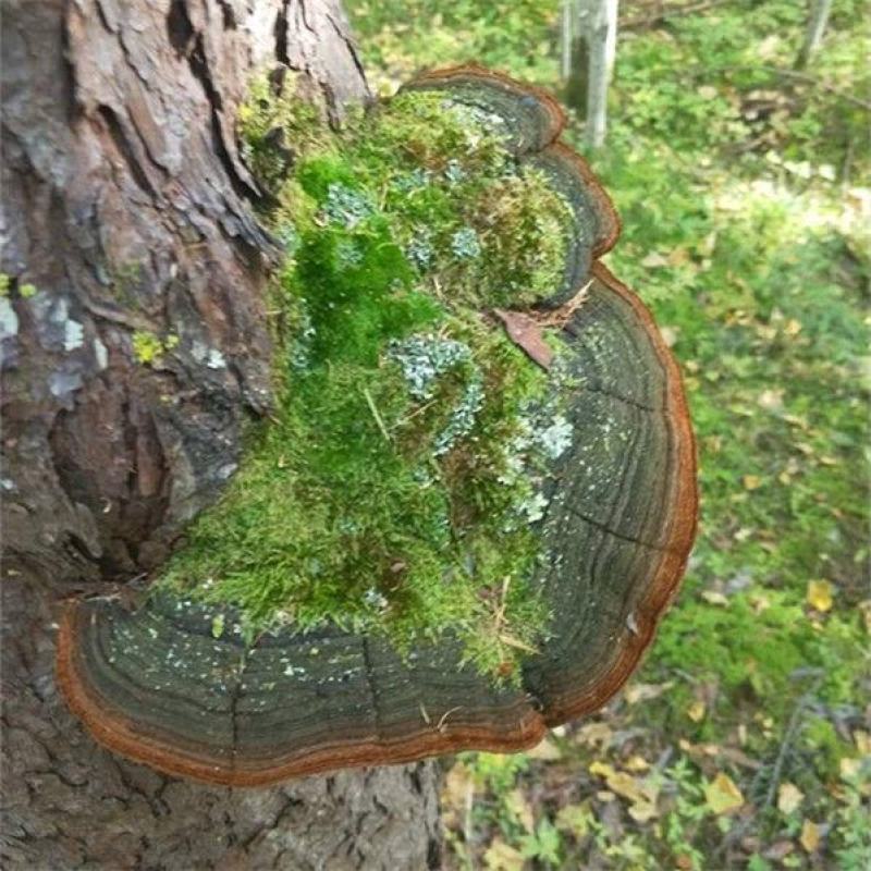 灵芝松针灵芝松针层孔菌，质优价实，支持线上交易