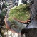 灵芝松针灵芝松针层孔菌，质优价实，支持线上交易