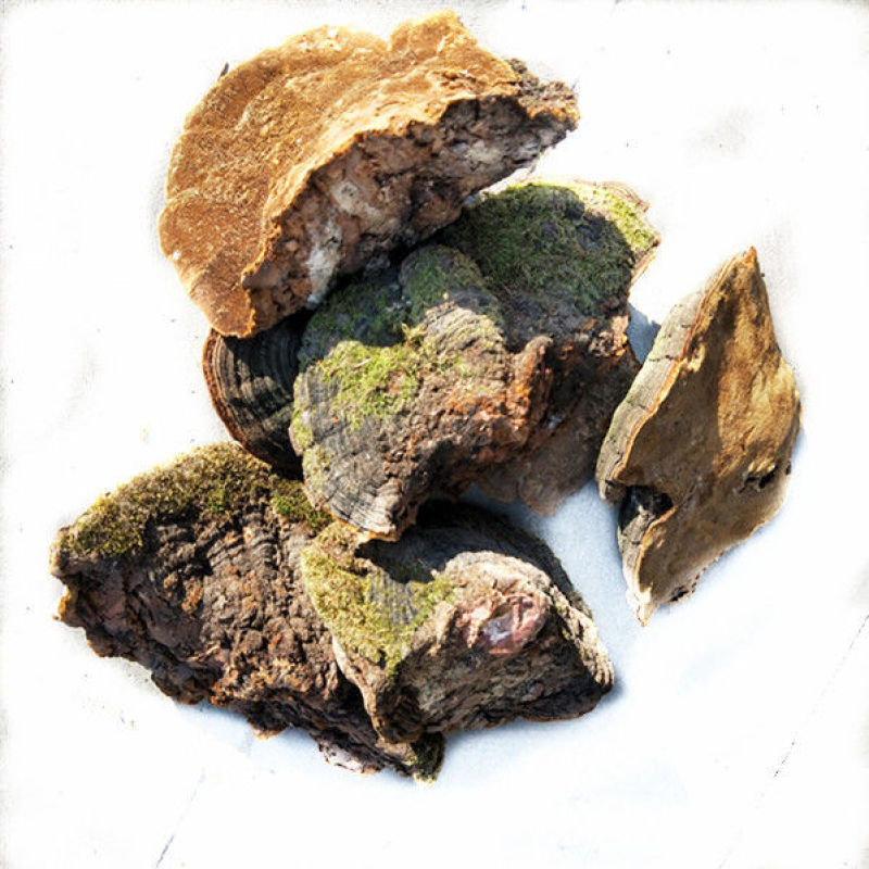 灵芝松针灵芝松针层孔菌，质优价实，支持线上交易